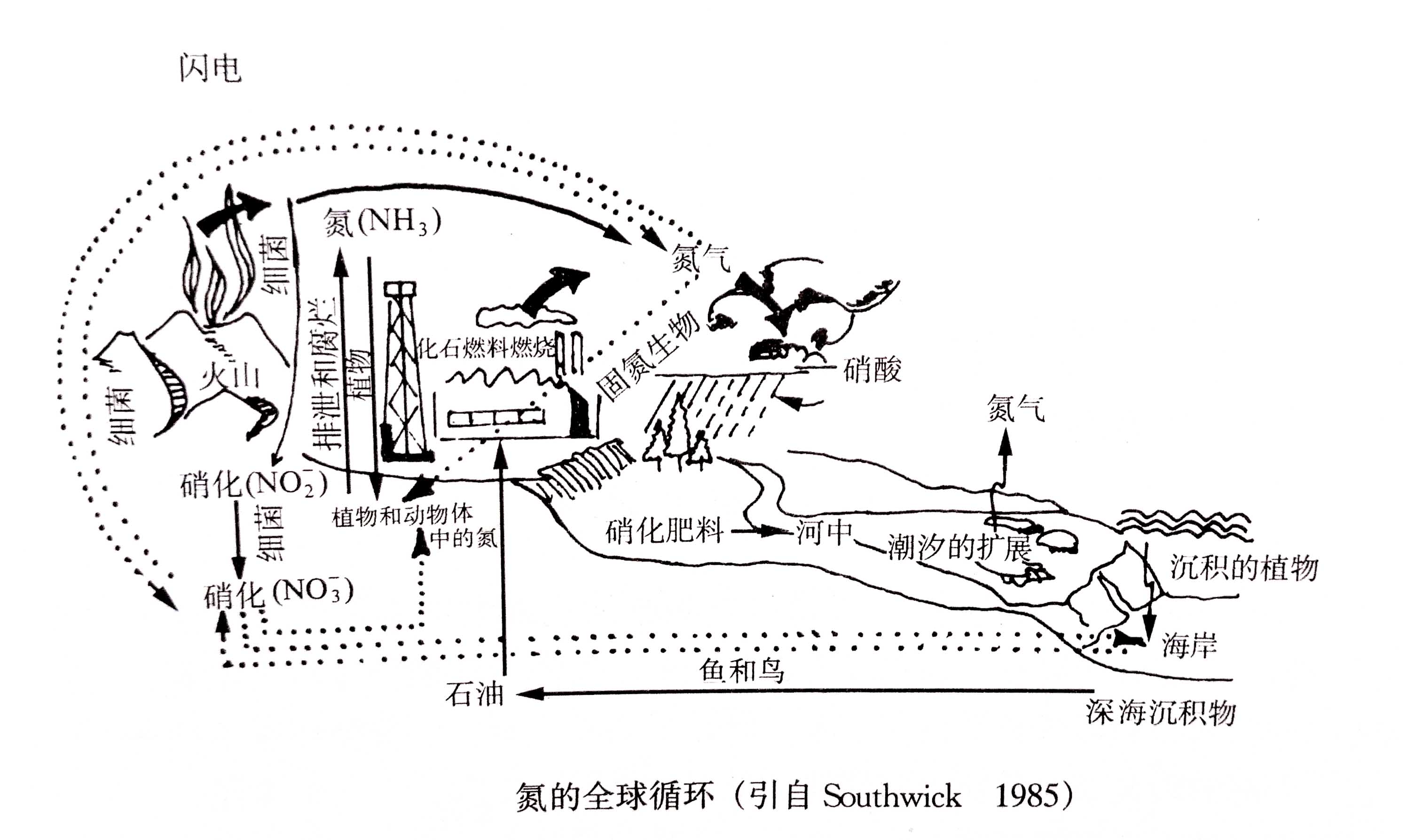 生態(tài)系統(tǒng)的物質(zhì)循環(huán)——氮、磷、硫循環(huán)